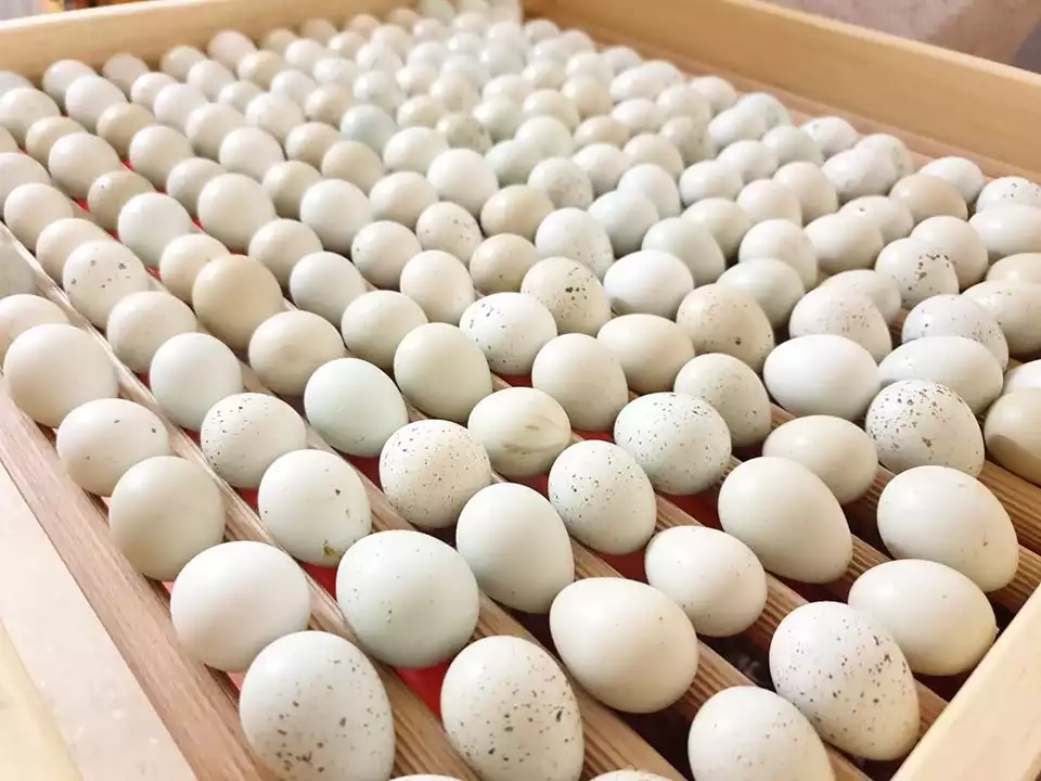 Oeufs à couver de caille Céladon à coquille bleue – Image 3